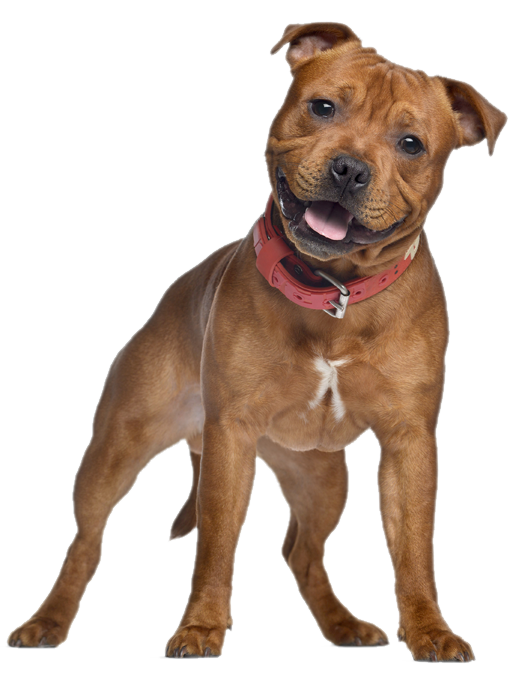 Shelter Dogs
